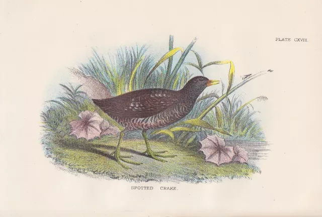 Tüpfelsumpfhuhn Porzana porzana LITHOGRAPHIE 1896 SPOTTED CRAKE Ornithologie