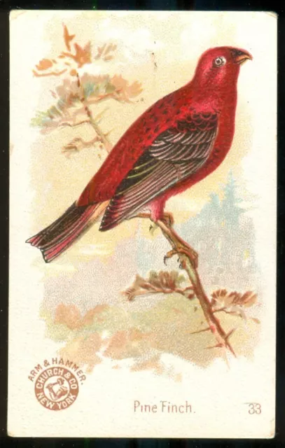 1896 PINE FINCH Bird Card ARM & HAMMER Soda J2 CHURCH & DWIGHT #33 New Series