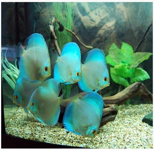 Blue Diamond Live Discus Fish 3+" 4+" Tropical Live Discus Fish Live Guarantee!