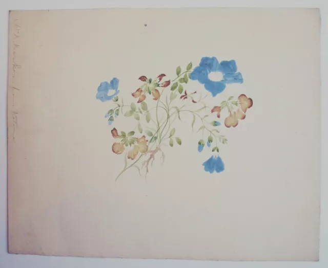 Fine original early 19th century botanical watercolour. Mrs B Barker. Flowers
