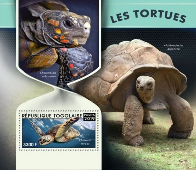 Togo - 2019 Turtles auf Briefmarken - Briefmarke Souvenir Blatt - TG190127b