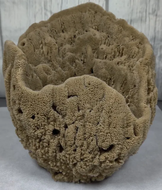 Vintage, Natural sea sponge Vase.  Tarpon Springs Florida - 8.5 x 8 Inches