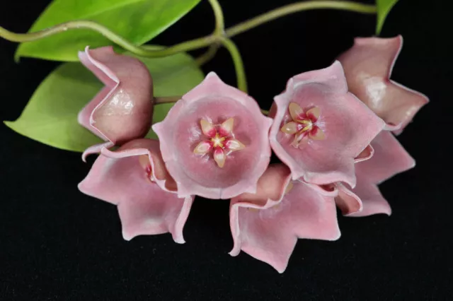 Hoya desvoeuxensis Well Rooted Starter Plant In Coconut Husk