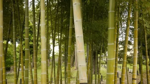 Bamboo - Gracilis (Bambusa textilis var. gracilis) Tree Plant 2