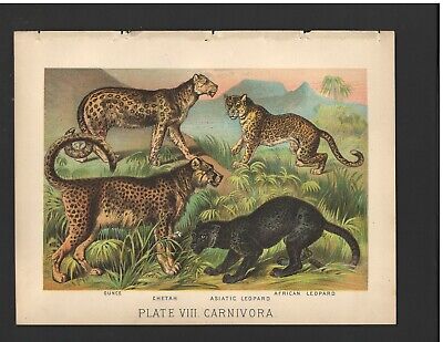 Antique Color Plates (1880) – Ounce, Cheetah, Asiatic Leopard, African Leopard