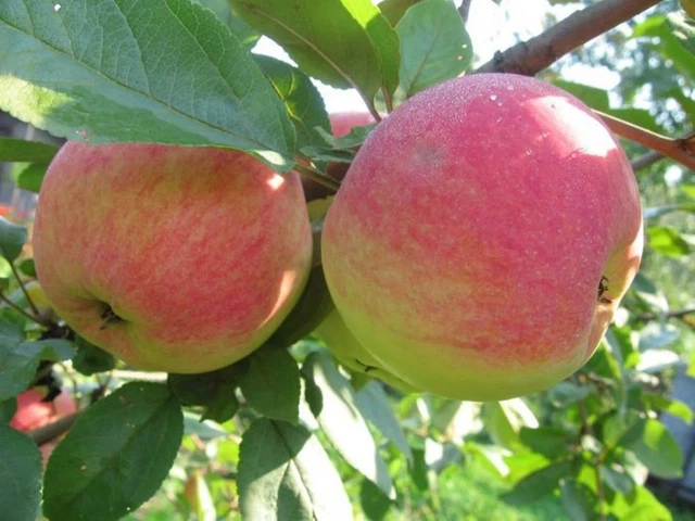 APFEL STOLOWKA, APFELBAUM ca 160 cm Sommeräpfel.Alte Apfelsorte. Яблоня ...