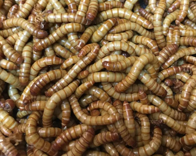 100 LIVE Giant Mealworms. Free shipping!