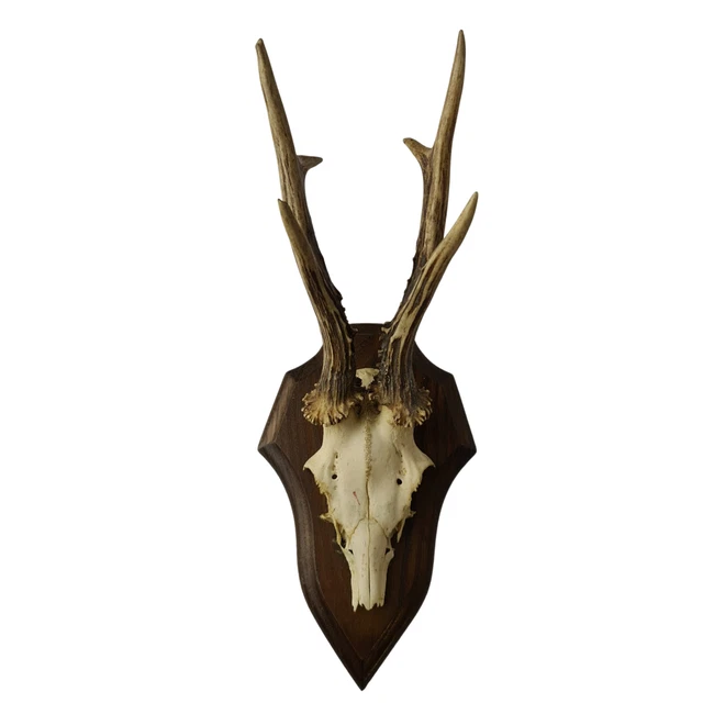 Vintage Wall Decoration Of Deer Antlers - Hunting Trophy Mounted On Wood