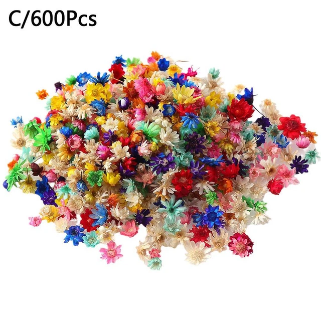 600pcs/bag 100/200/600x Dry Daisy Plants Dried Flower Head For Epoxy Resin Pend