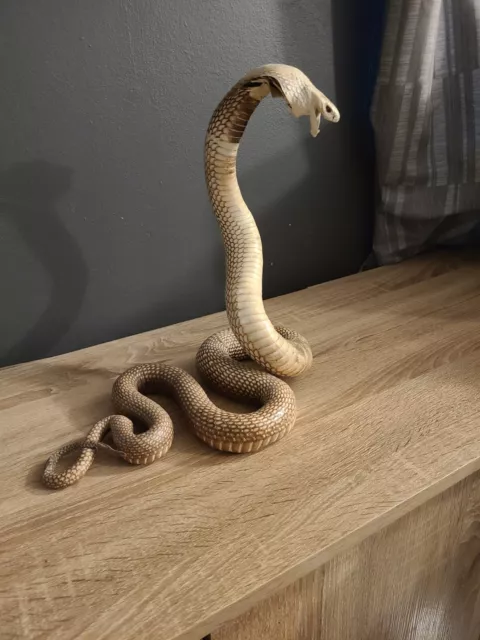 taxidermy cobra