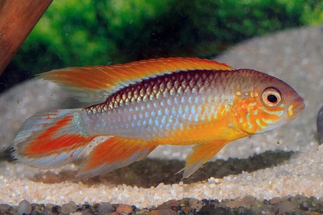 Apistogramma Agassizi Fire Red Breeding Pair—Tank Raised Dwarf Cichlids!