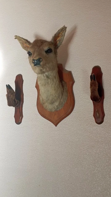 Quelques conseils pour le tir d'été du brocard ! | Rêves de chasse