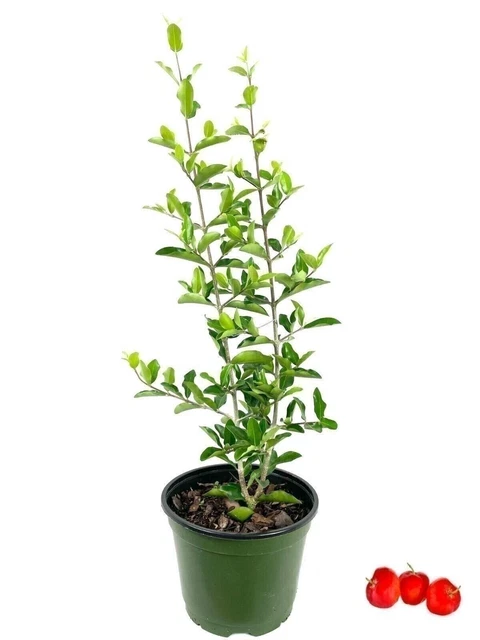 Barbados Cherry Tree - Live Plant in a 6 Inch Grower's Pot - Edible Fruit Tree