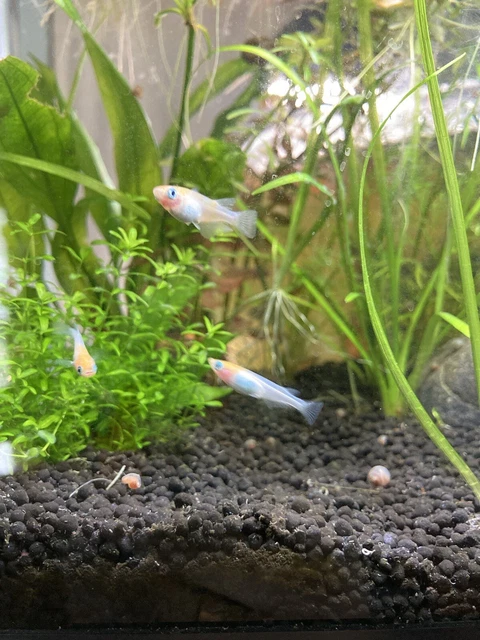 Red Cap Koi Medaka Ricefish Eggs 20+ Freshwater/Pond