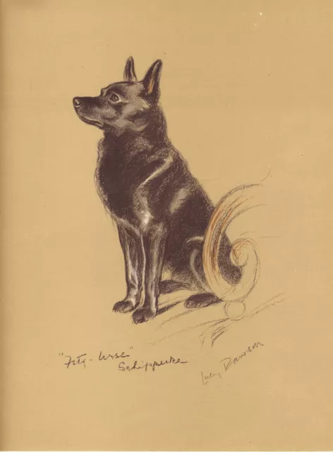 SCHIPPERKE ORIGINAL OLD 1937 DOG ART PRINT by MAC LUCY DAWSON
