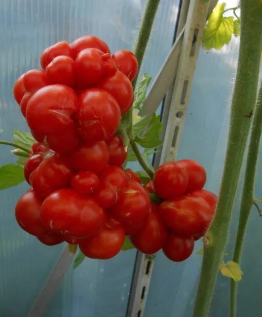 Mexikanische (AZTEKISCHE) Reisetomate alte Sorte Tomate SAMEN