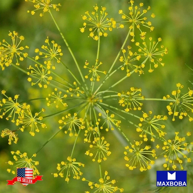 Dill Seeds - Bouquet (Organic) Non-GMO / Heirloom / Herb Garden Fresh