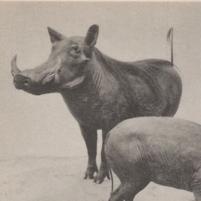1930s Wart Hog Africa Chicago Field Museum Of Natural History Illinois Postcard