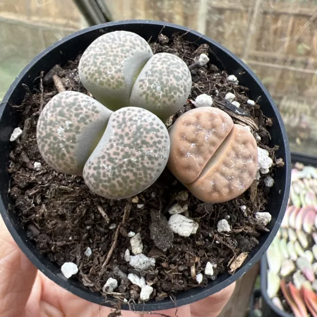 Lithops - Living stones - succulent plant in pot( 6cm Pot ) 3 Headed