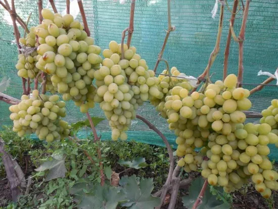 'Afrodita' - Kernlose Tafel-Trauben Weinrebe Weintraube 1 Pflanze
