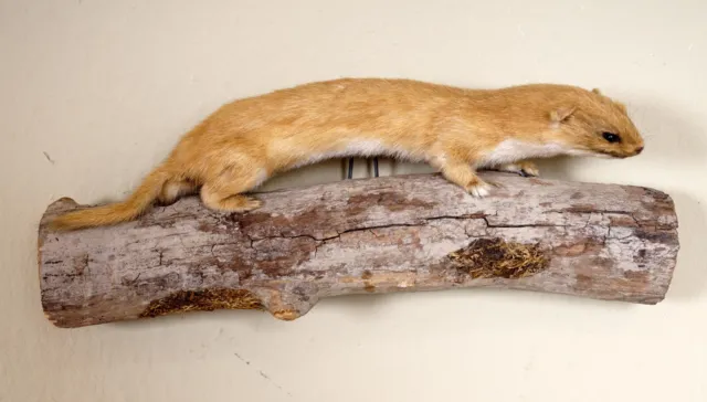 Schönes braunes Hermelin mit Bescheinigung Brown Ermine Taxidermy