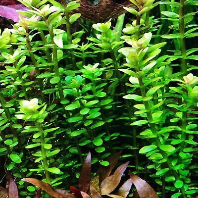 Rotala Indica Green Potted BUY2GET1 Freshwater Live Aquarium Plant Red Stems