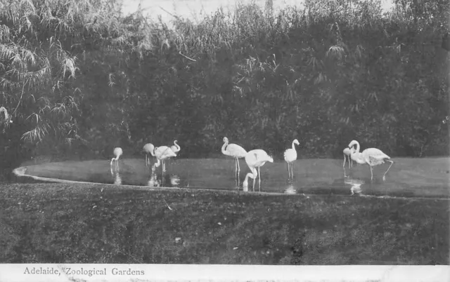 Postcard Australia Adelaide Zoological & Botanical Gardens ( 6 Cards )