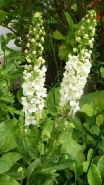 8 x Verbascum White Blush large plugs. Hardy perennial white spiked flowers