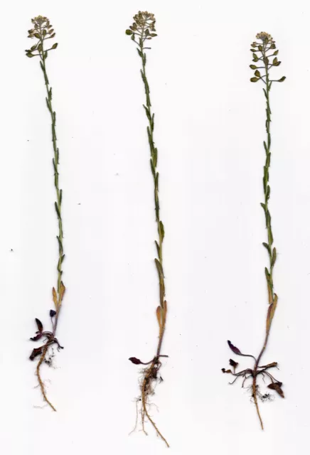 Herbarium, gepresste Pflanzen mit Blüte und Wurzeln, Landwirtschaft, Schule, Uni