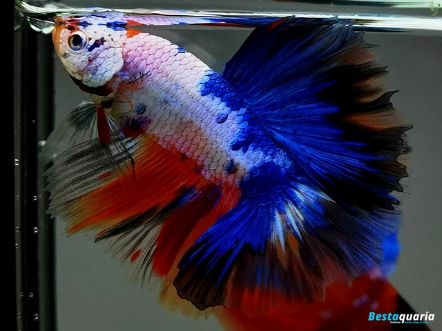 Premium Live Betta Fish l Male Halfmoon Skyhawk Galaxy Dragon