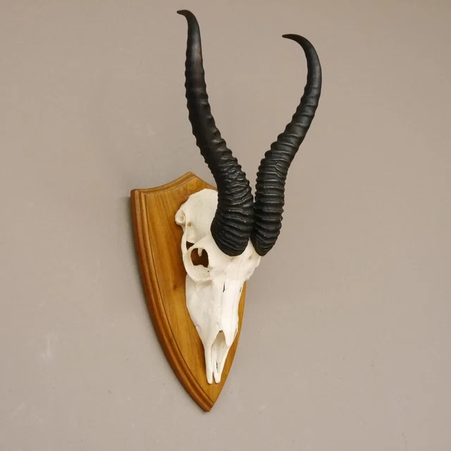 Gacela Antílope Trofeo de Calavera Hl 36,5 CM Decoración En Escudo de Trofeo