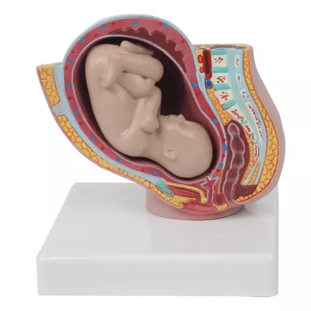 Embryo Development Pregnancy 9 Months Female Pelvic 9 Months Fetal Medical Model