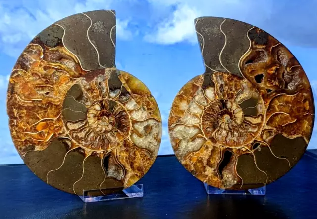 Ammonite Fossil Phylloceras Pair Whole Fossil. Boxed with Stands. 130 x 105mm