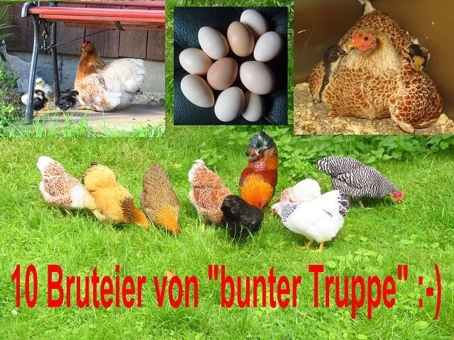 10 Bruteier meiner BUNTEN TRUPPE Zwerg Wyandotten Zwergwyandotten Zwerg Hühner