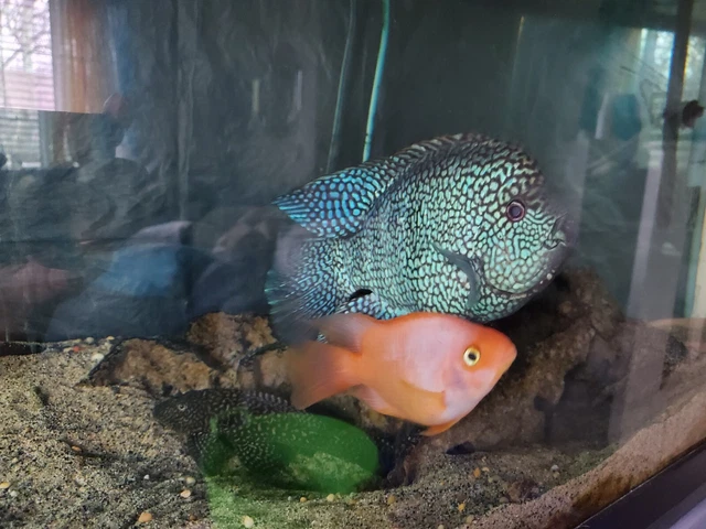 Red Texas cichlid .5" - 1" size 3 pack fresh water live tropical fish 9