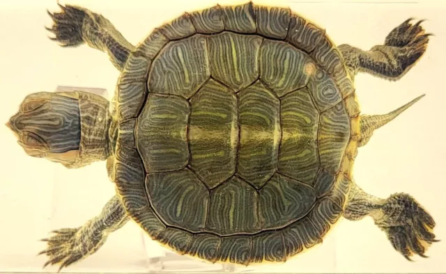 73mm Echt Turtle Brazilien Schildkröte IN Lucite Kunstharz Wissenschaft Bildung