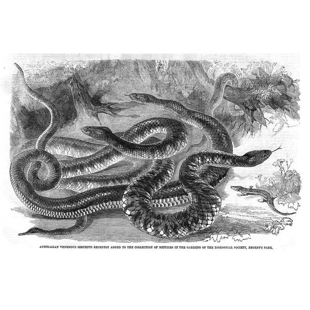 AUSTRALIAN VENOMOUS SNAKES at Regents Park Zoo - Antique Print 1860 $12