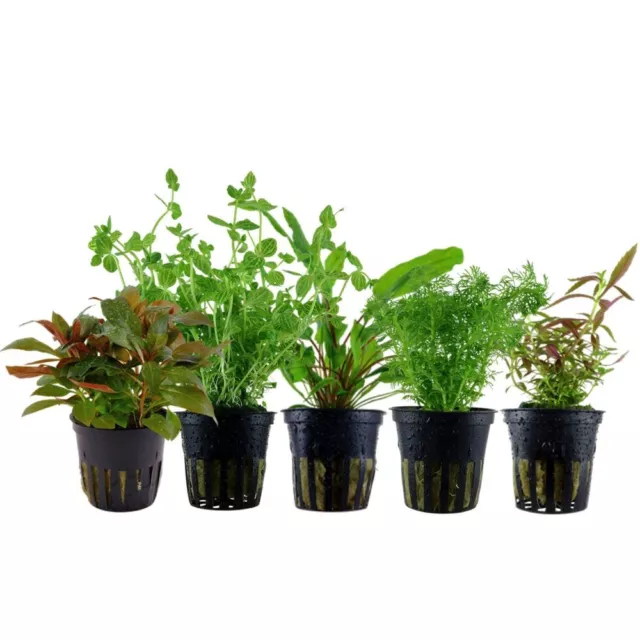 Plantes Ensemble Avec 5 Mittelgrund Pot De Aquarium Aquatiques Aquaone Nr.140