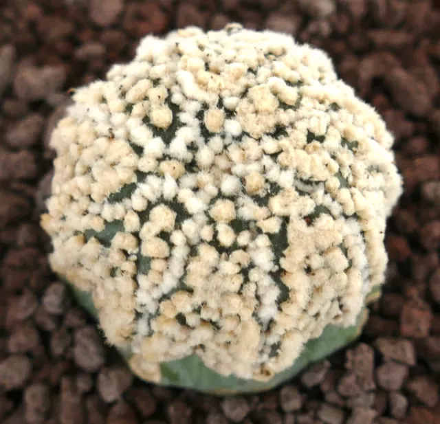 Astrophytum asterias cv HANAZONO STAR SHAPE 15T cactus pianta grassa no copiapoa