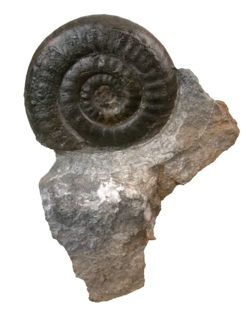 Lias  Psiloceras plicatulum  Seltener Ammonit  Tübingen Bebenhausen  W66-1