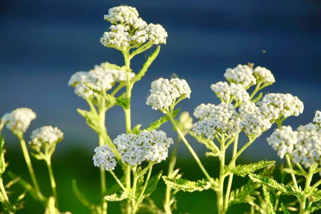 +10000 Samen Achillea millefolium Schafgarbe Grosspackung Wild Form Blume Staude