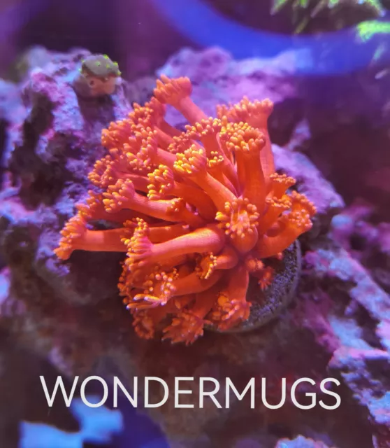 Ultra Red Goniopora Long Tentacles LPS SPS SOFT Coral WYSIWYG