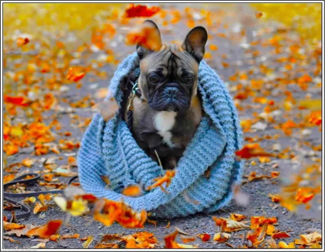 98893 4Pak French Bulldog Dog Puppy Puppies Autumn Decor Wall Print Poster