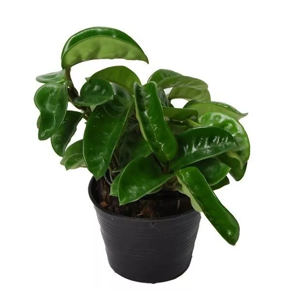 Hoya Charnue Krinkle 1 Plante Avec Racine Succulente Jeune 8 CM