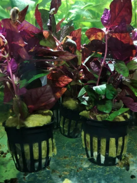 Alternanthera Reinickii Rouge/Alter. Sessilis Plante Aquatique - Plante Aquarium