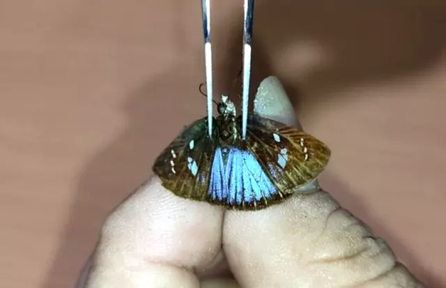 LEPIDOPTERA Hesperiidae specie     N°A239    FROM PERU