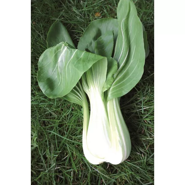 Chou De Chine Pak Choi Taisai 200 graines