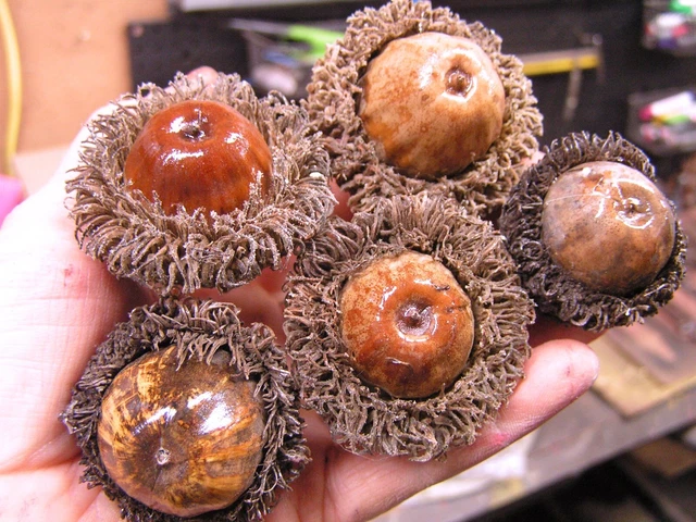 4 bellotas gigantes de rebaba para artesanías, coronas, rellenos de tazones, etc., conjunto 17