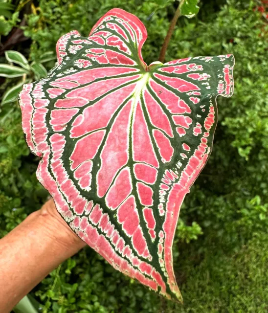 Caladium Tropical Indoor Outdoor Plant #230 Pink Beauty | Colly Dolly EXPRESS