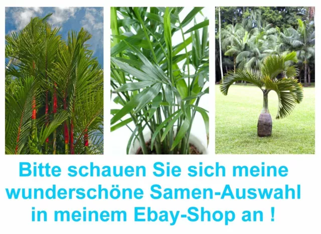 SAMEN 3 Palme SET interessant gewunden Spindelpalme roter Stamm Siegellackpalme.